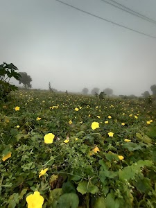 Bedla