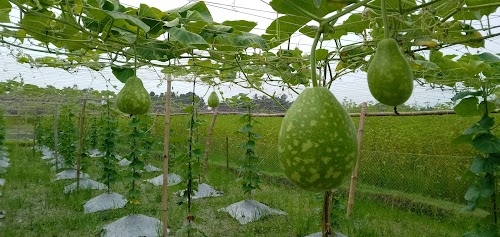 Mandal Para