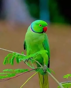 Rampur