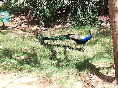 Smriti Van Pond