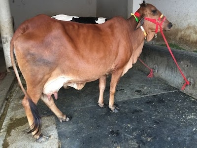 Rana Dairy Farm