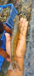 CHOUDHARY FISH FARM ?