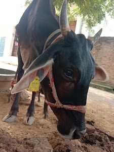 Vishal chauhan dudh ki deri