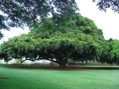 Gajoura