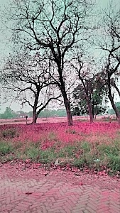 Katra Gulab Singh