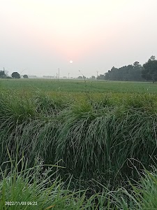Dewal