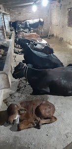 Baba Dairy Farm