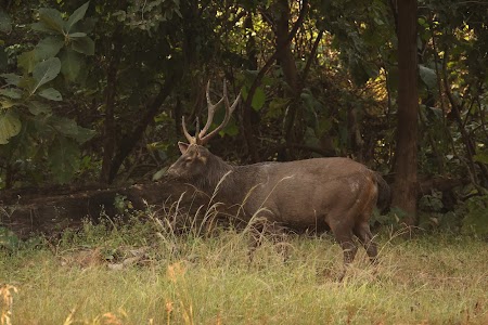 Tadoba Chandrpur
