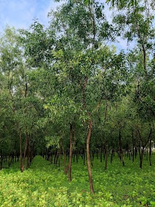 Ashagad