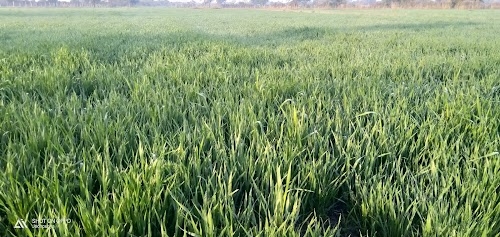 Jodhpuriya