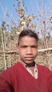 Bulbul