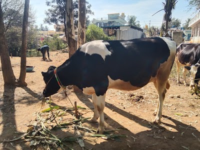 Chintamani Cow Market