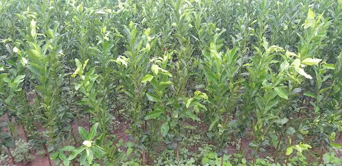 Varsha Agro Narsary