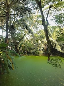 Parui