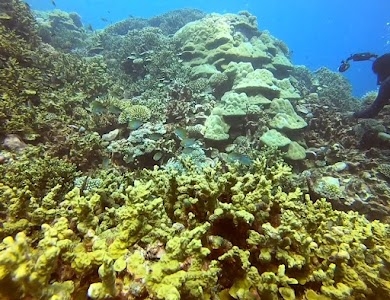 Banana Reef Addu