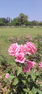 Rose garden