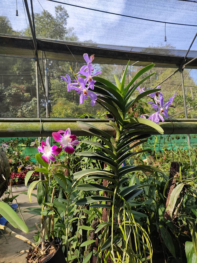 Kaziranga National Orchid and Biodiversity Park