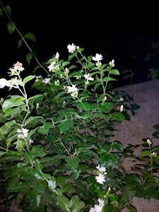 Kapasara