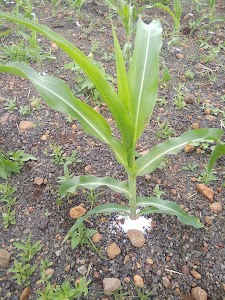 Nehgawan