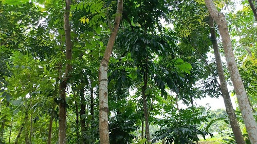 SK Garden