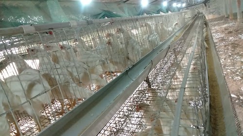 Hardik Poltry farm