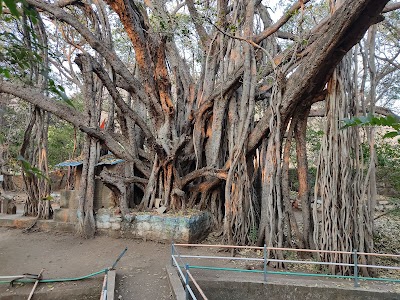 Pemgiri Banyan Tree