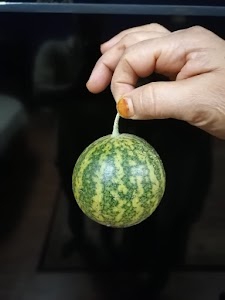 Fruits seler