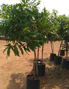 Ghamurwali Government Nursery