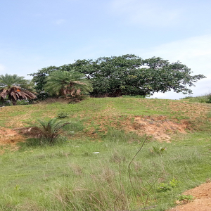 Red and Yellow Soil Area