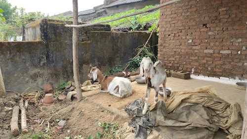 Pachdhar