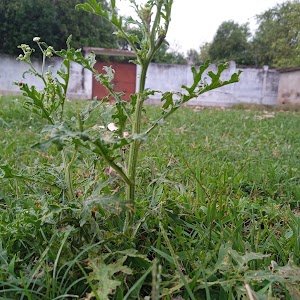 Kameshwar High School Aliganj