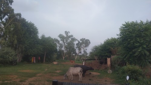 Boroda
