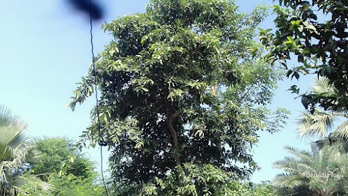 Ladha