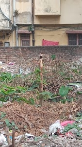 Zarda Bagan, Jyangra, Baguihati