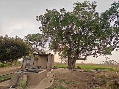 Saini farms
