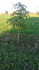 Pandya's Mango Farm