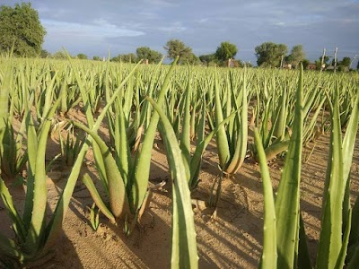 Jyani Agriculture Farms