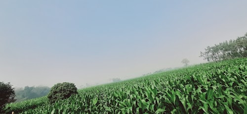 Magurjan Field