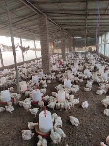 Dandari Paltry Farm