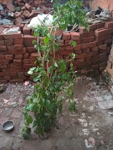 Kertu