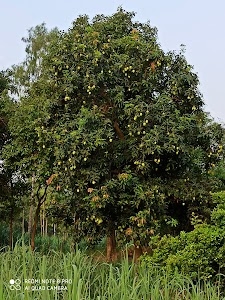 Ahemi