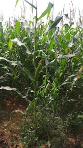 Vihal Farm