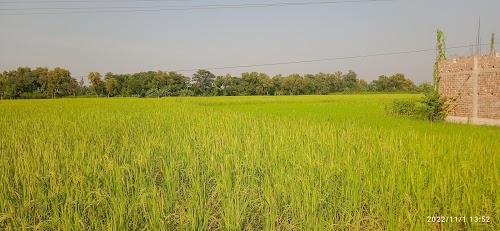 Kultikari