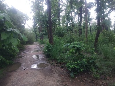 Forest Department