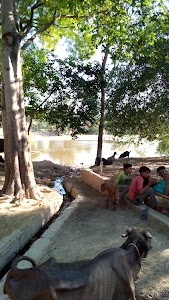 ताऊ जी टी स्टाल