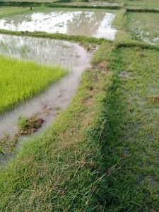 Totasai
