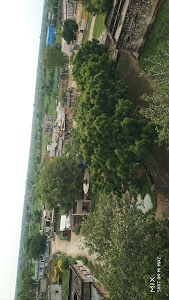 Sardi