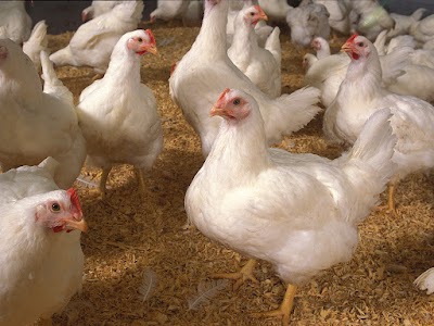 Nagin chicken Center (holselar & retailer)