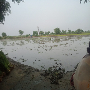 Ajitwal