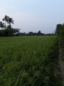 Panakua